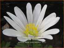 Anemone blanda &#39;White Splendour&#39;