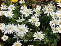 Anemone blanda &#39;White Splendour&#39;