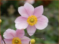 Anemone hupehensis &#39;September Charm&#39;