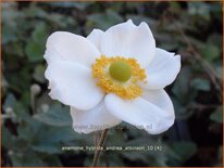 Anemone hybrida 'Andrea Atkinson'