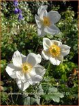 Anemone hybrida 'Andrea Atkinson'