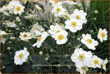 Anemone hybrida 'Andrea Atkinson'