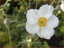 Anemone hybrida 'Andrea Atkinson'