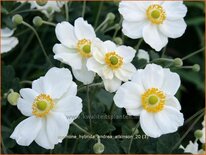 Anemone hybrida 'Andrea Atkinson'