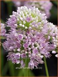 Allium senescens