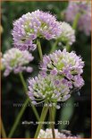 Allium senescens