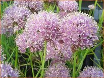 Allium senescens montanum