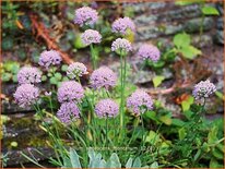 Allium senescens montanum