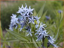 Amsonia tabernaemontana