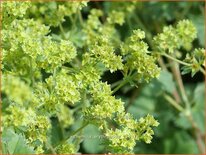 Alchemilla erythropoda