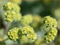 Alchemilla erythropoda