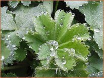 Alchemilla erythropoda