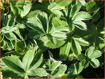 Alchemilla faeroensis var. pumila