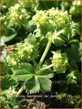 Alchemilla faeroensis var. pumila