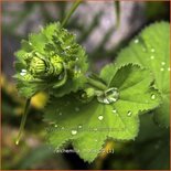 Alchemilla mollis