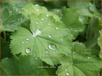 Alchemilla mollis