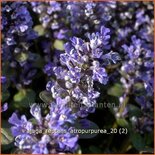 Ajuga reptans &#39;Atropurpurea&#39;