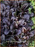 Ajuga reptans &#39;Black Scallop&#39;