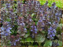 Ajuga reptans &#39;Catlins Giant&#39;