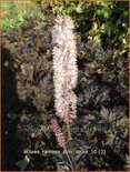 Actaea ramosa 'Pink Spike'