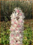 Actaea ramosa 'Pink Spike'