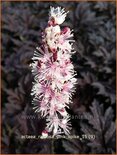 Actaea ramosa 'Pink Spike'