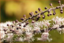 Actaea simplex &#39;Atropurpurea&#39;