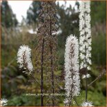 Actaea simplex &#39;Atropurpurea&#39;