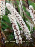 Actaea simplex &#39;Black Negligee&#39;