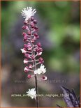 Actaea simplex &#39;Black Negligee&#39;