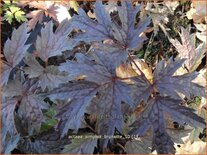 Actaea simplex &#39;Brunette&#39;