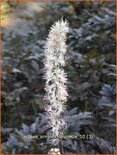 Actaea simplex &#39;Brunette&#39;