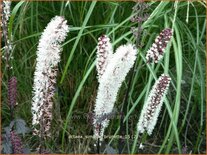 Actaea simplex &#39;Brunette&#39;