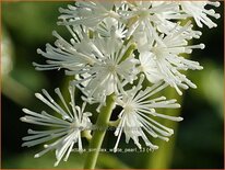 Actaea simplex &#39;White Pearl&#39;