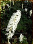 Actaea simplex &#39;White Pearl&#39;