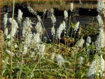 Actaea simplex &#39;White Pearl&#39;