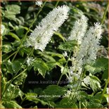 Actaea simplex &#39;White Pearl&#39;