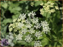 Aegopodium podagraria &#39;Variegatum&#39;