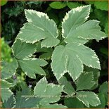 Aegopodium podagraria &#39;Variegatum&#39;