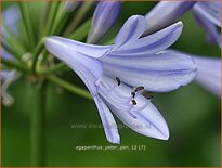 Agapanthus 'Peter Pan'