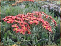 Achillea &#39;Walter Funcke&#39;