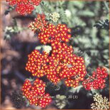 Achillea &#39;Walter Funcke&#39;