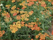 Achillea &#39;Walter Funcke&#39;