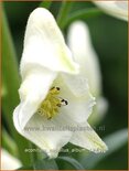 Aconitum napellus &#39;Album&#39;