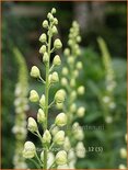 Aconitum napellus &#39;Album&#39;