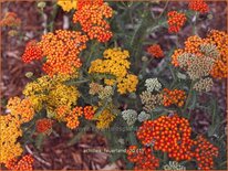 Achillea &#39;Feuerland&#39;