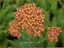 Achillea &#39;Feuerland&#39;