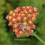 Achillea 'Feuerland'