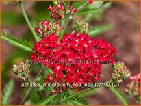 Achillea millefolium 'Red Beauty'