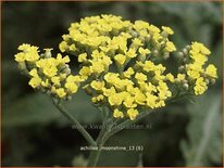 Achillea &#39;Moonshine&#39;